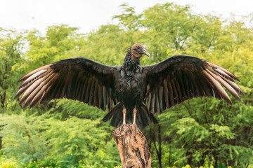 Close-up photo of a bird of prey on a rainy day.