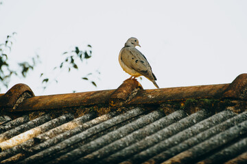 bird2