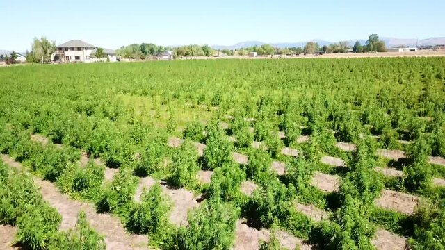 A low, plant high, drone survey shot of healthy green rowed cannabis plants flown diagonally in Minden, Nevada, with Mineral Peak and foothills in the background.