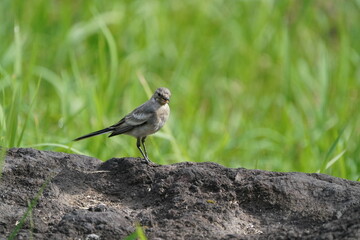 white wagtail on the rock