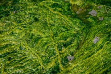 Bright green seaweed trailing the tide out on a sandy beach, as a nature background
