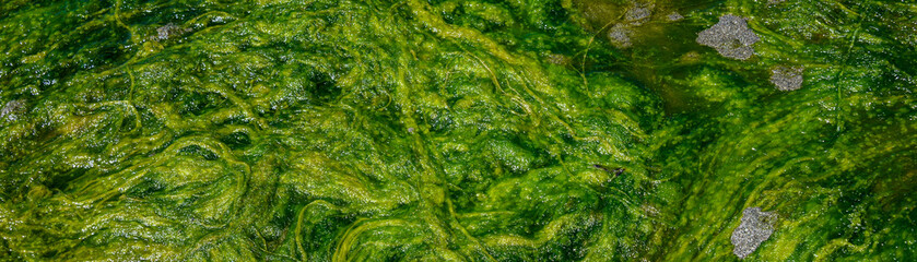 Bright green seaweed trailing the tide out on a sandy beach, as a nature background
