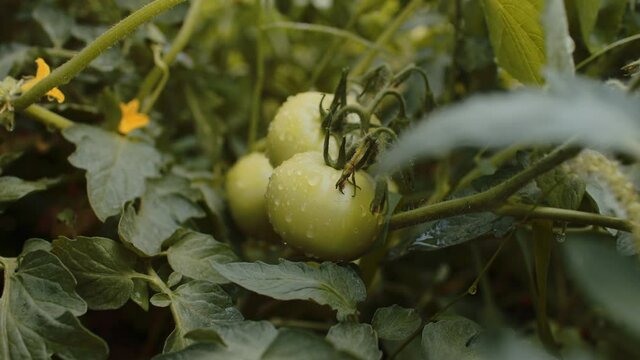 Green tomatoes with water drops growing in beds. Wet vegetables on branch in vegetable garden. Concept of agriculture, organic products and eco-friendly lifestyle. Close up.