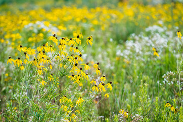 Field of Black Eyed Susans