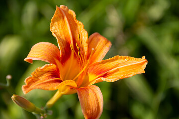 Floral background with beautiful vivid bright orange daylily. 