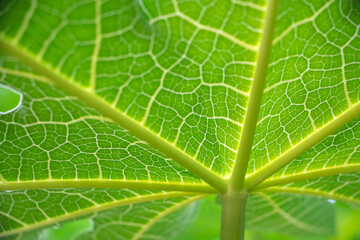 Papaya leaf bones under the rays of the sun, Green leaf texture pattern. Macro view plant skeleton and veins structure. Photosynthesis organic plant system.  selective focus