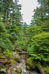 Fototapeta na wymiar View of stream of river along cedar trees in Yakushima island forest, Kagoshima Prefecture, Japan