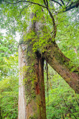 View of Old Kugurisugi cedar tree which is a combination of two cedar trees combined and growth together in Yakushima island forest
