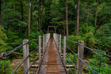 View of wooden bridgealong cedar trees in Yakushima island forest, Kagoshima Prefecture, Japan