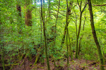 Obraz premium View of Cedar trees in Yakushima island forest, Kagoshima Prefecture, Japan