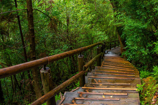View of wooden bridgealong cedar trees in Yakushima island forest, Kagoshima Prefecture, Japan