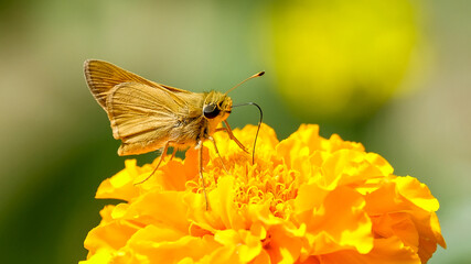 Moth, butterfly