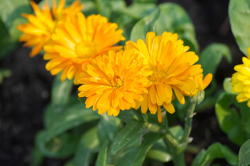 Yellow Flowers Blooming in a Summer Garden