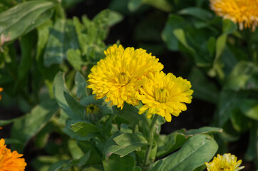 Yellow Flowers Blooming in a Summer Garden