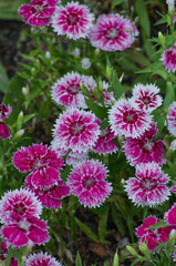 Pink and White Flowers in a Garden