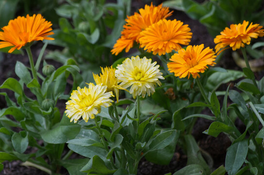 Yellow Flowers Blooming in a Summer Garden