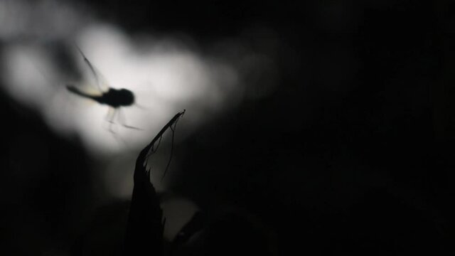 Silhouette of dragonfly flying and sitting on grass streak. Isolated on dark background and backlit.