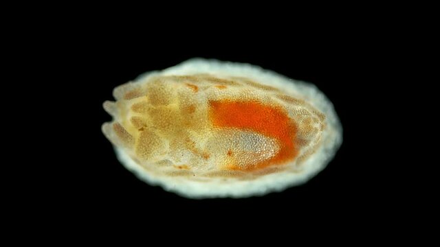 Pentacula Holothuroidea larva, Juvenile sea cucumber under microscope, type Echinodermata, a very unusual organism, at this stage, she sank to bottom and crawled in search of food. Barents Sea