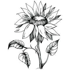 Sunflower flower. Floral botanical flower. Isolated illustration element. Vector hand drawing wildflower for background, texture, wrapper pattern, frame or border.