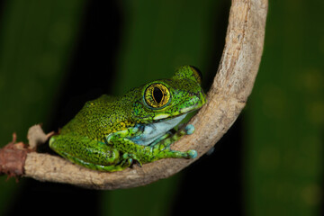 Amani Tree Forest Frog sitting on a branch
