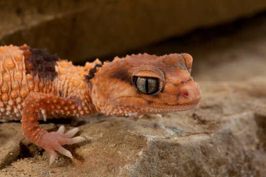 Banded knob tail gecko on rock.


