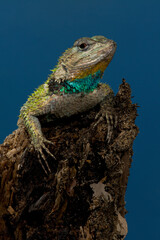 Emerald Swift  on a log. 