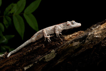 Gargoyle Gecko  on a branch