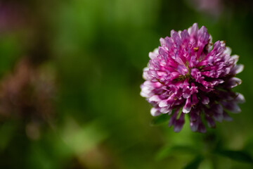 シロツメクサ(ピンク 一厘)
