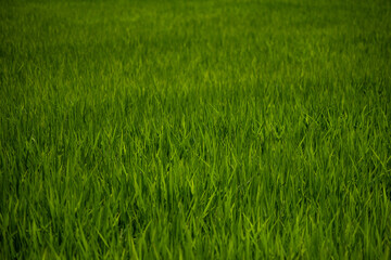 田んぼの稲(稲穂できはじめ)