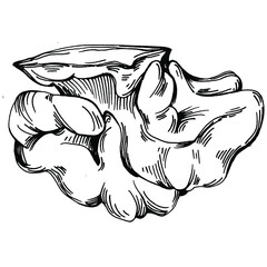 Walnut hand-drawn Vector Illustration isolated on white background. Retro style farm product for restaurant menu, market label, logo, emblem and kitchen design. Decoration for food packaging.
