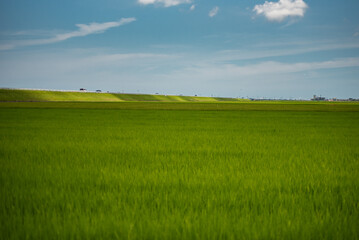 green field and blue sky