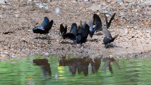 Fast flapping of wings of the Common Mormon, Papilio Polytes Romulus, along the stream during summer, reflection on rippling river water surface in Kaeng Krachan National Park.