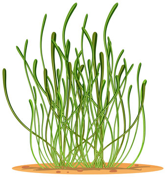 recommend clip art: Seagrass in cartoon style isolated on white background