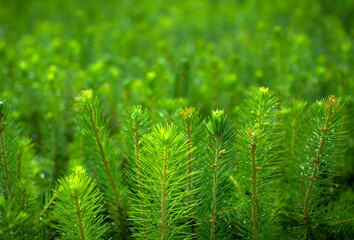 Young plants for forest restoration. Green seedlings of coniferous trees. A greenhouse for growing plants and trees. A modern large greenhouse with spruce and pine seedlings.