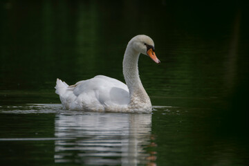 white swan on the lake