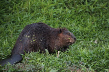 Beaver On The Grass, Elk Island National Park, Alberta