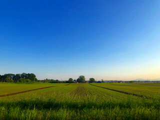 field and blue sky