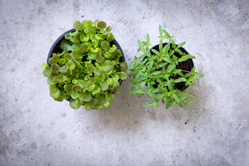 Set of young flower seedlings in small black plastic pots isolated on cement background. A photo of seedlings with a top view. Seedling cultivated indoor after transplantation