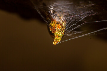 macro shoot of hardened tree sap