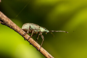 macro shoot of plant insect