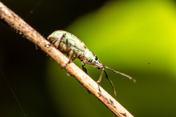 macro shoot of plant insect