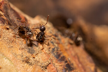 macro shoot of an ant