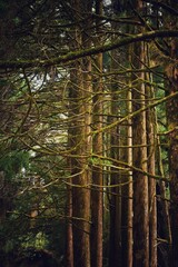 trees in the forest