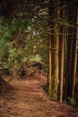 path in the woods