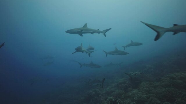 Large group of gey reef sharks approach on a coral reef in the atoll of Fakarava, Tuamotus, French Polynesia