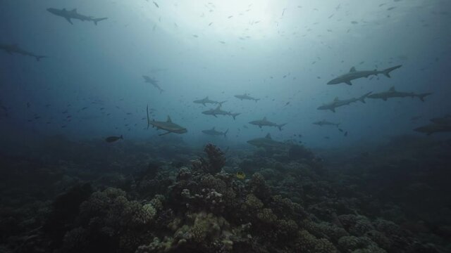 Large group of gey reef sharks approach on a coral reef in the atoll of Fakarava, Tuamotus, French Polynesia