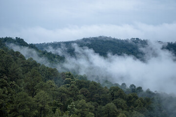 Fototapeta na wymiar fog rising in a pine forest