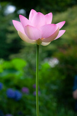 ハス　日本　仏教　禅　