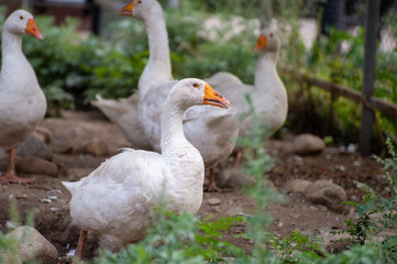 Fototapeta premium white goose on the grass