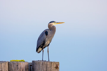 Great Blue Heron morning fishing